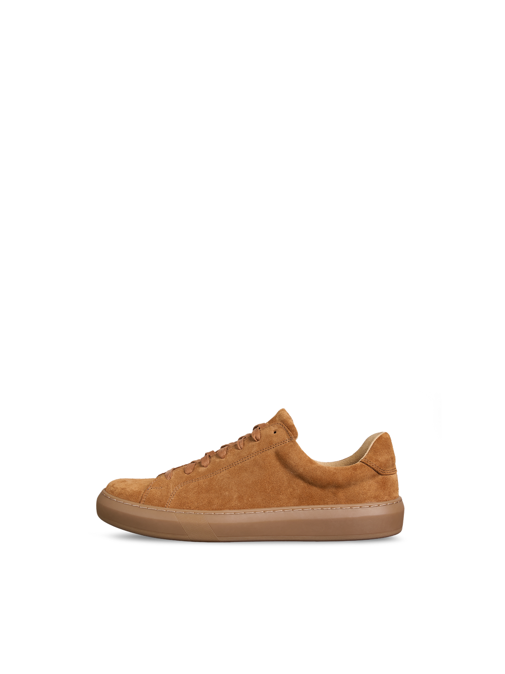 Glory Camel